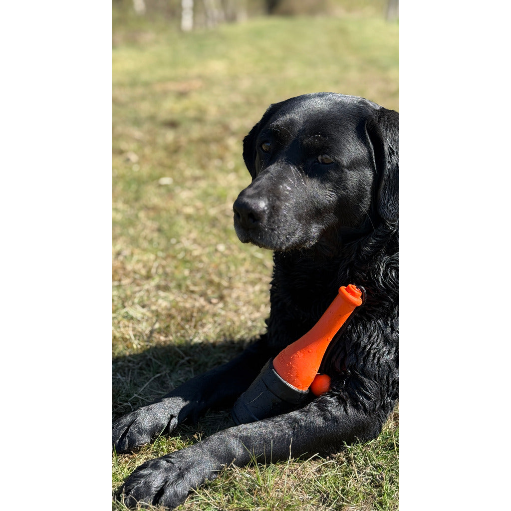 Dog Comets Bobber
