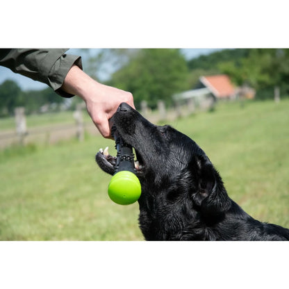 Dog Comets Meteor Throwing Stick