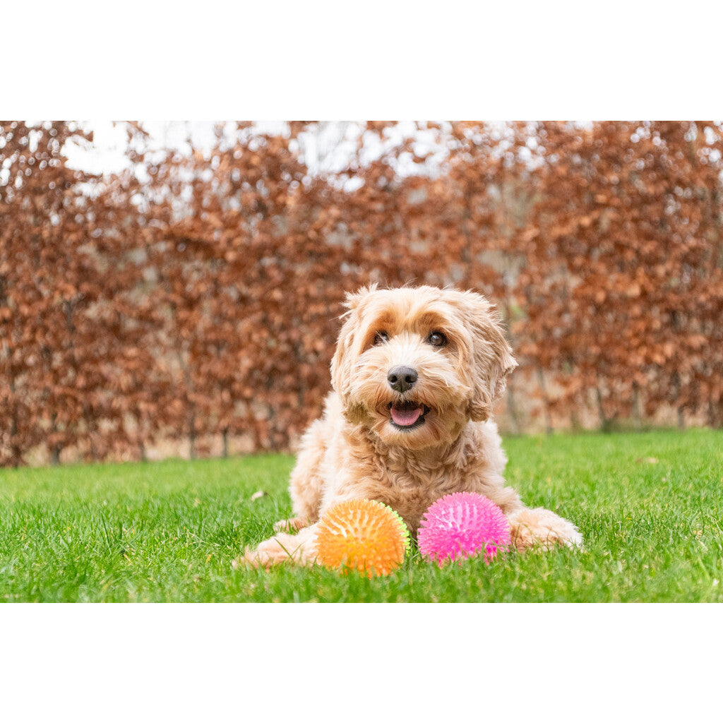 Dog Comets Exoplanet