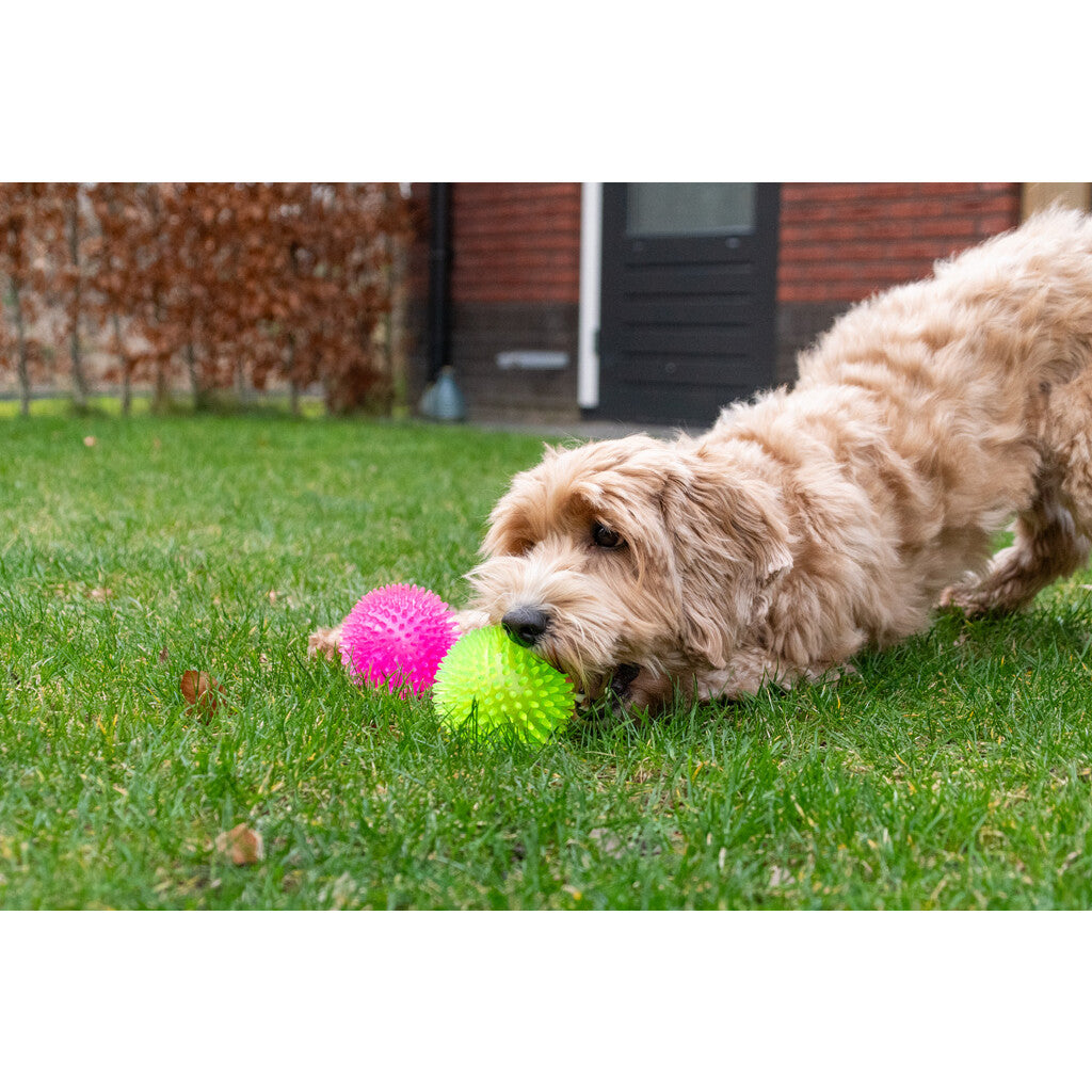 Dog Comets Exoplanet