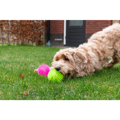 Dog Comets Exoplanet